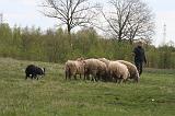 BORDER COLLIE - MOUTONS 067